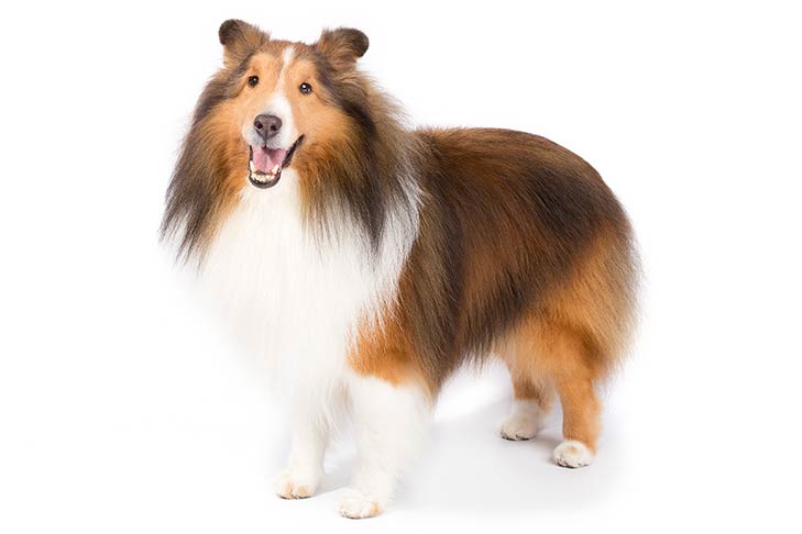 تصویر شتلند شیپداگ (Shetland Sheepdog)